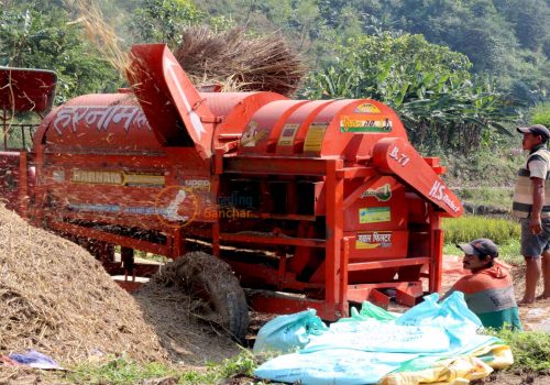 धादिङमा यस वर्ष ५४ हजार ९१० मेट्रिकटन धान उत्पादन