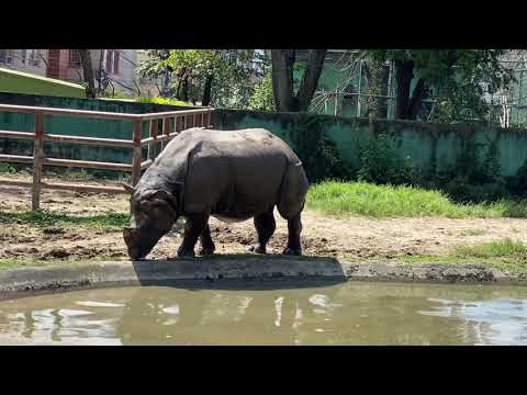 जल गैंडाले आवाजकै आधारमा साथी र शत्रुलाई छुट्याउन सक्छन्: अध्ययन