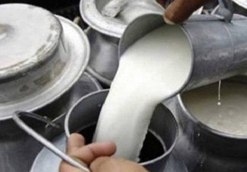 दुधको मूल्य तत्काल बढाउन किसानको माग