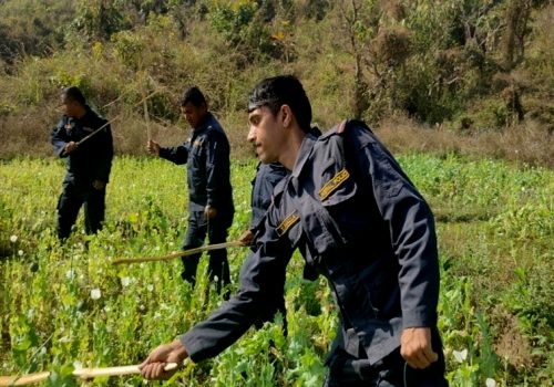 मकवानपुरमा ३९ बिगाहा जग्गामा लगाइएको अफिम खेती नष्ट