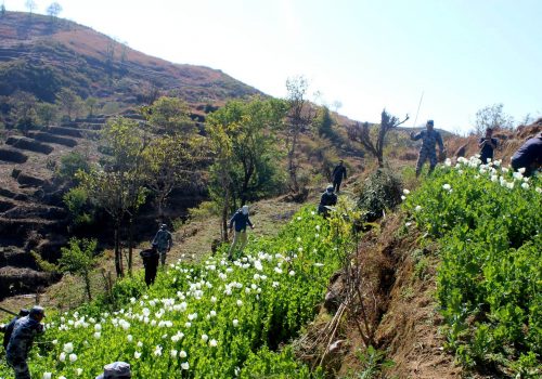 ३ सय रोपनी जग्गामा लगाइएको अफिम खेती नष्ट