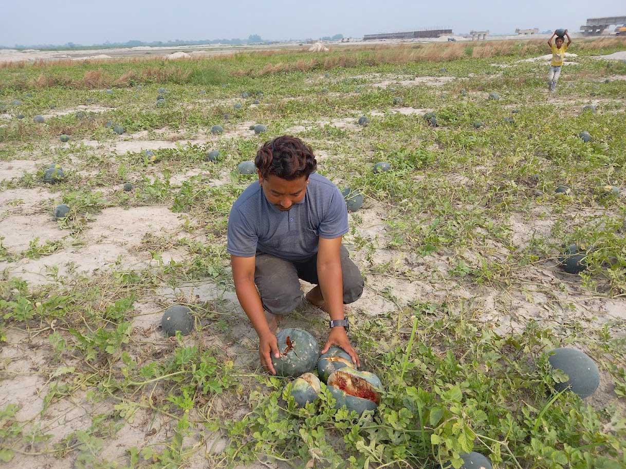 किसानलाई सधैँ पीडा : लगाएको बाली उठाउन नपाई क्षति