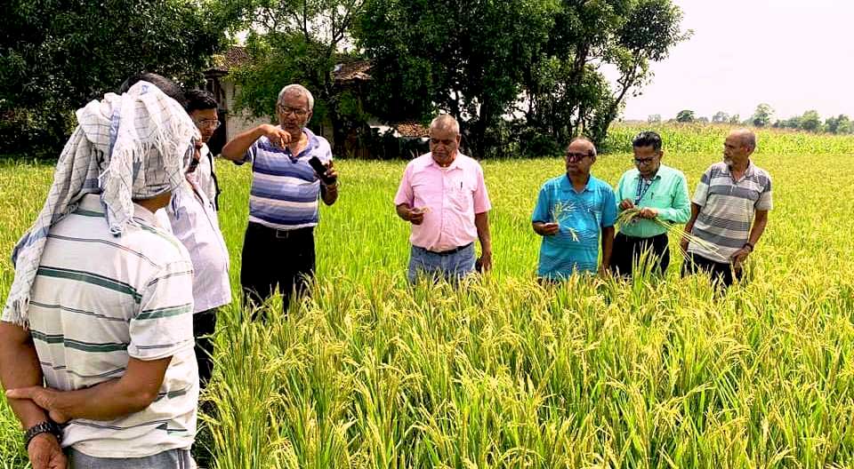 धानमा दाना नलाग्दा किसान चिन्तित