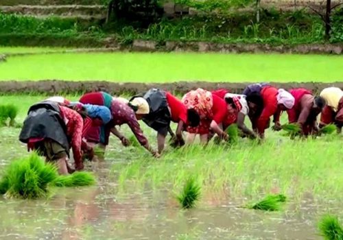 धादिङसहित चौबीस जिल्लामा सतप्रतिशत रोपाइँ