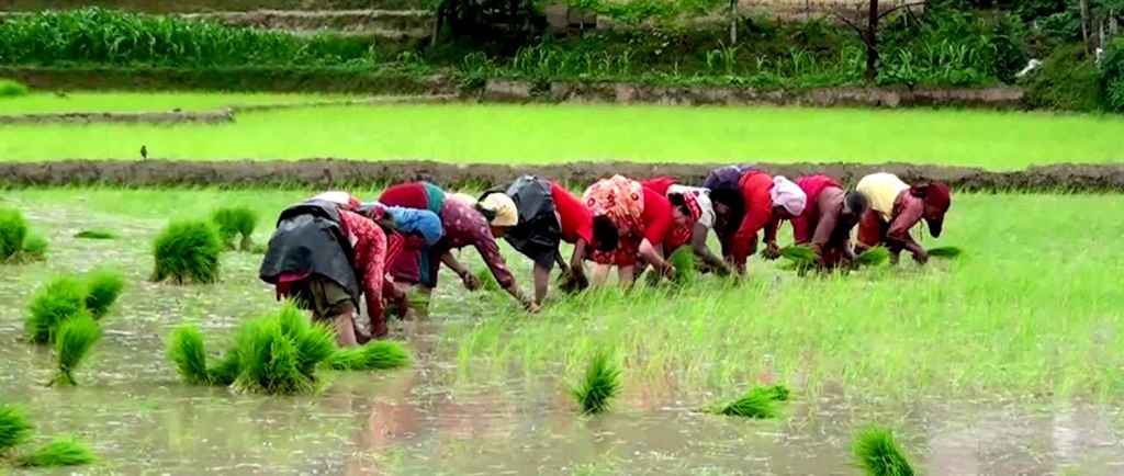 बागमती प्रदेशमा ८८ प्रतिशत धान रोपाइँ