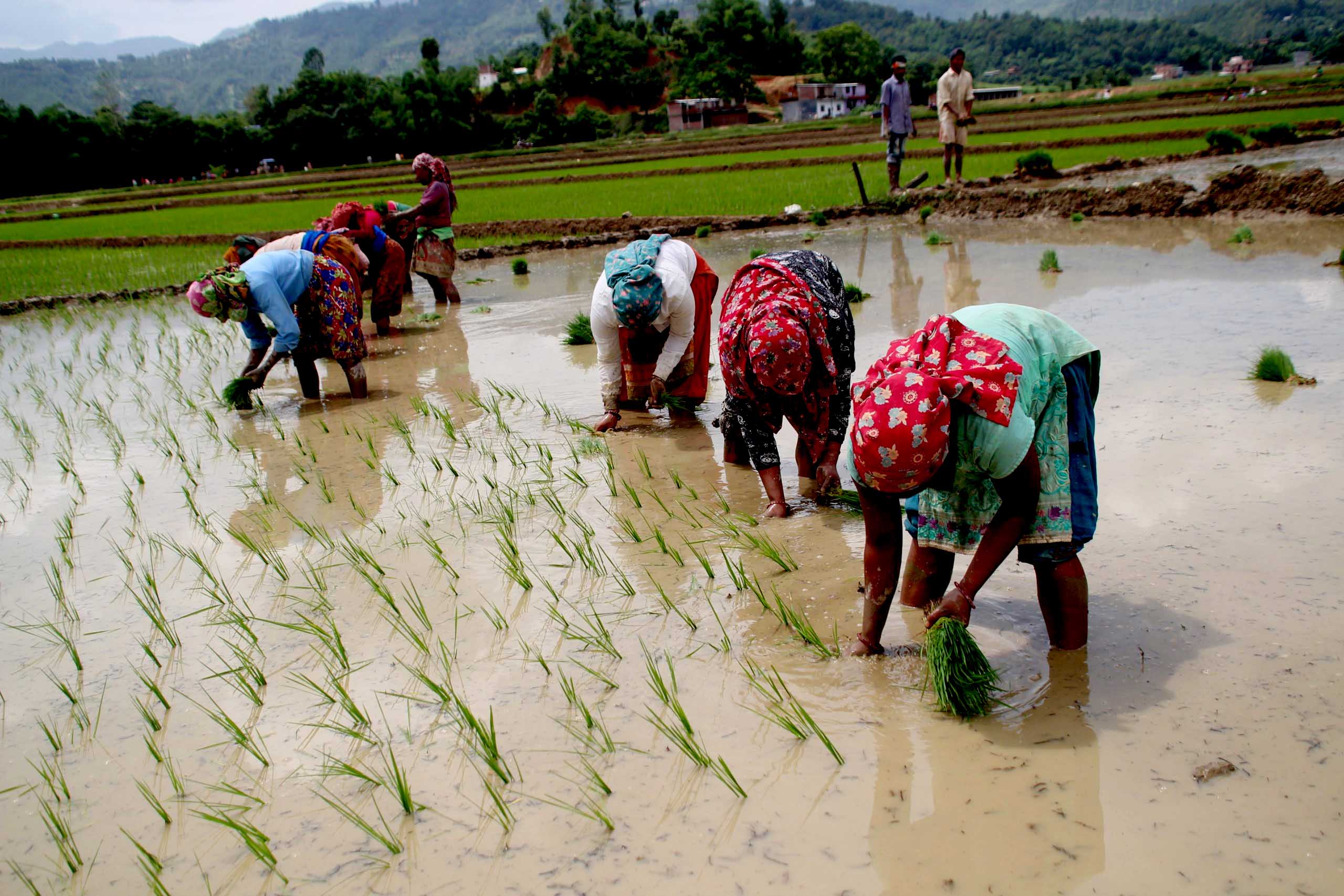 धादिङमा ६८ प्रतिशत रोपाई सकियो