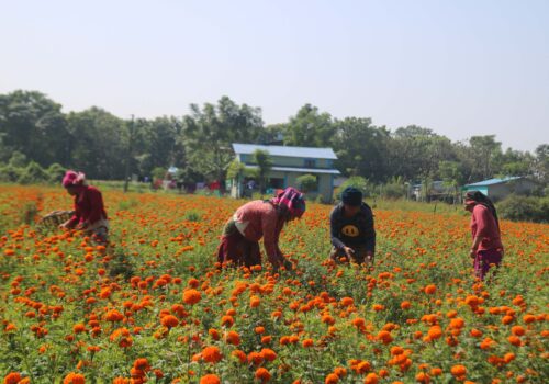 तिहारमा एउटै किसानले बेचे सात लाखको सयपत्री