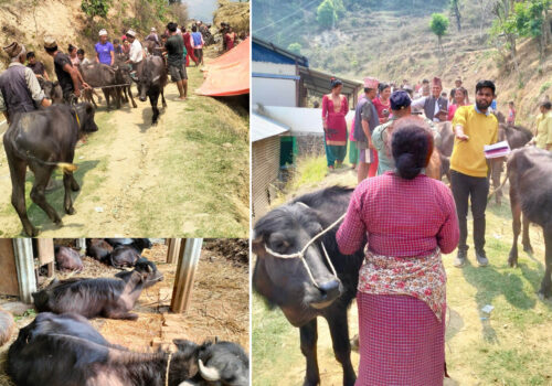 गजुरी–७ कुपिण्डेका किसानलाई अनुदानमा भैसीको पाडी वितरण