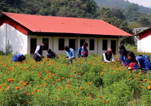 ज्वालामुखी –५ स्थित बालादेवी मा.विका विद्यार्थीहरु फूल खेतिमा रमाउँदै