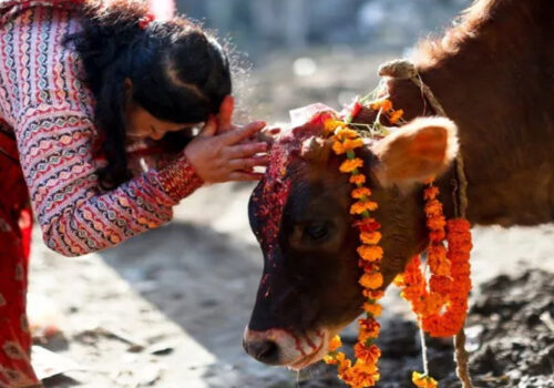 आज तिहारको तेस्रो दिन गाईको पूजा गरिदै