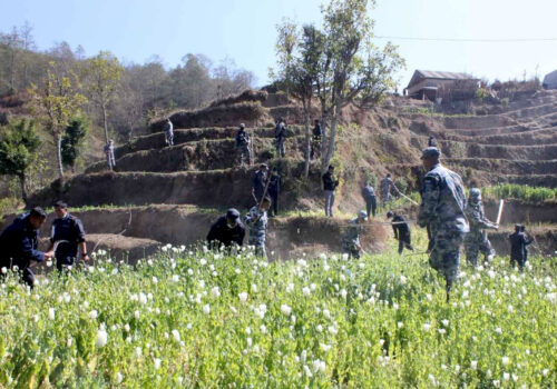 धादिङ प्रहरीद्धारा अबैध रुपमा लगाइएको अफिम खेती नष्ट