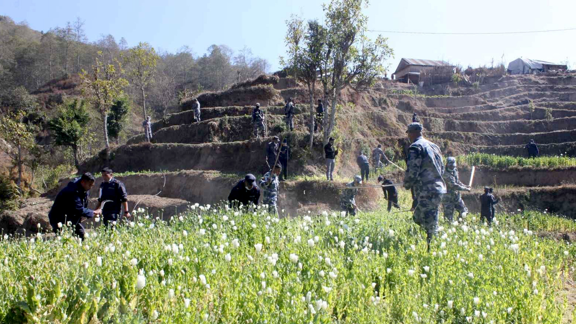 धादिङ प्रहरीद्धारा अबैध रुपमा लगाइएको अफिम खेती नष्ट